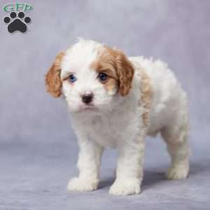 Ike, Cavapoo Puppy